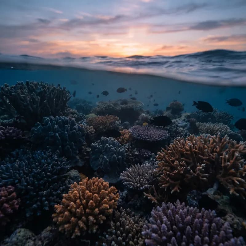 Twilight Coral